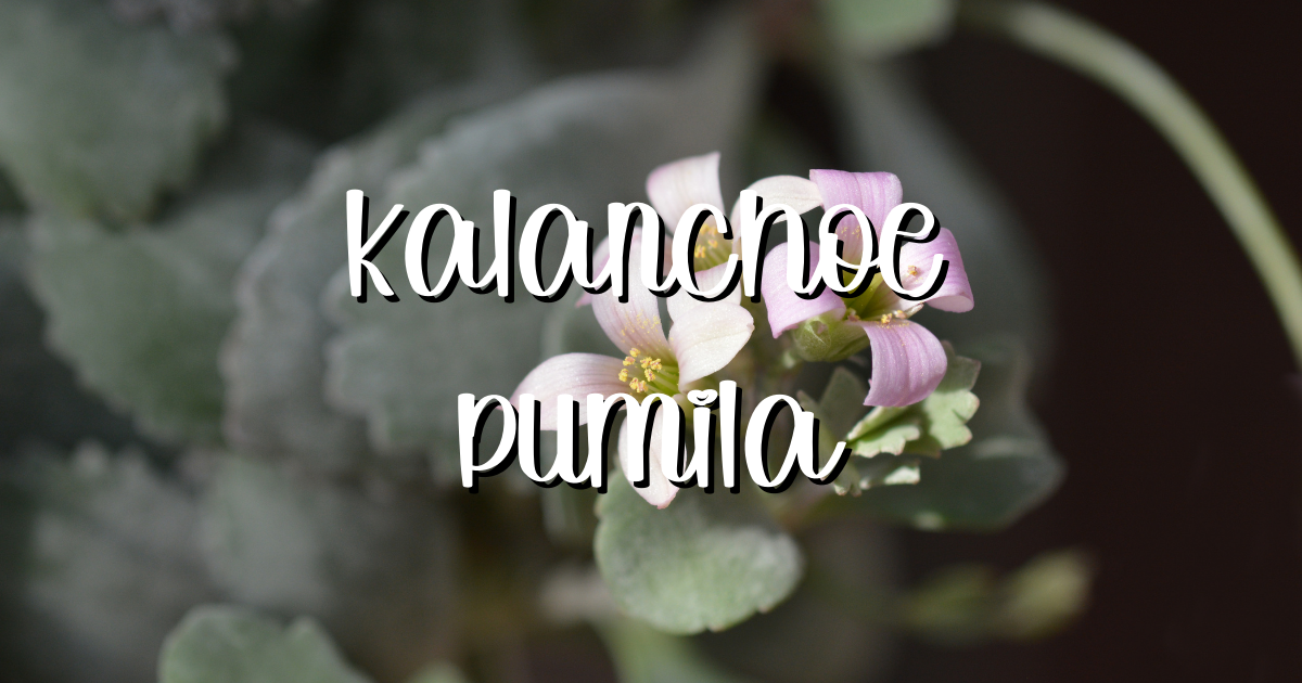 Feature kalanchoe pumila flower dust plant kalanchoe pumila