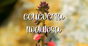 Feature painted echeveria nodulosa flowers
