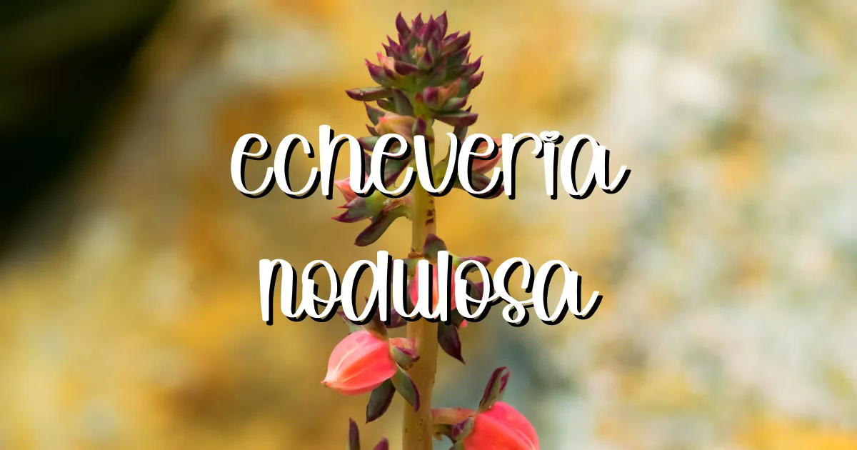 Feature painted echeveria nodulosa flowers echeveria