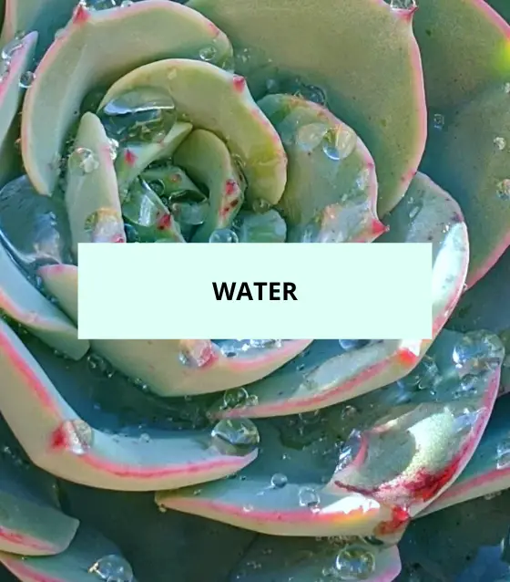 Fp water succulent