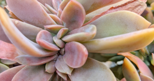 Fred ives crested succulent