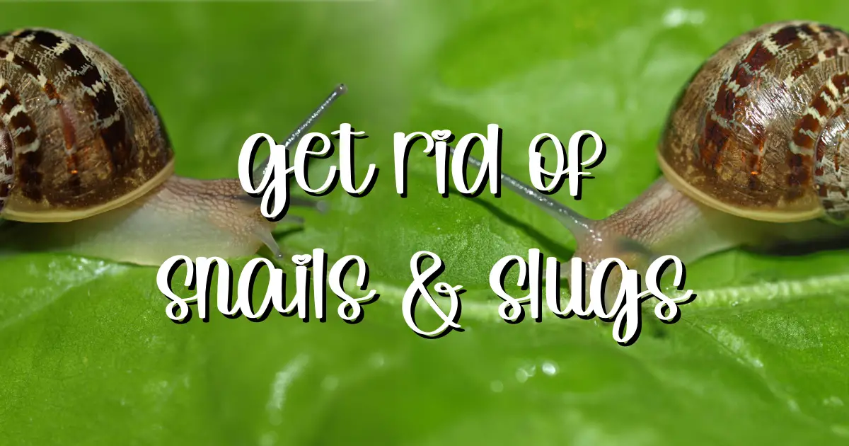 Get rid of snails slugs snails and slugs