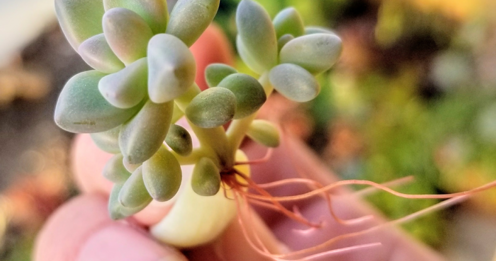 Ghost plant pup propagated from a leaf with pink roots