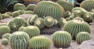 Golden barrel cactus echinocactus grusonii care
