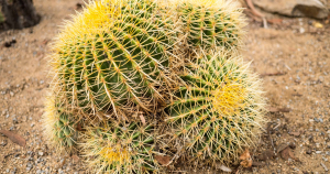 Golden barrel cactus echinocactus grusonii in the ground