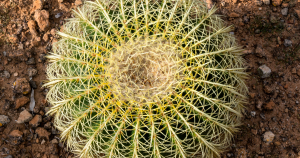 Golden barrel cactus echinocactus grusonii landscape