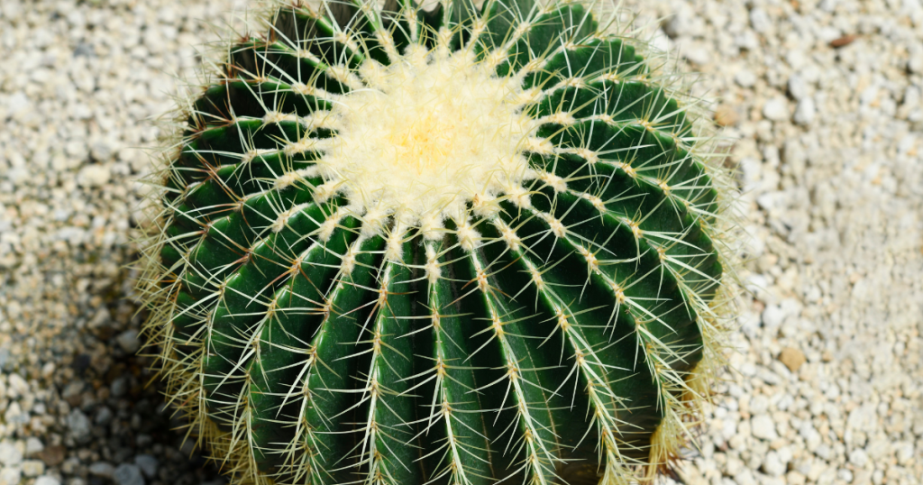 Golden barrel cactus echinocactus grusonii light
