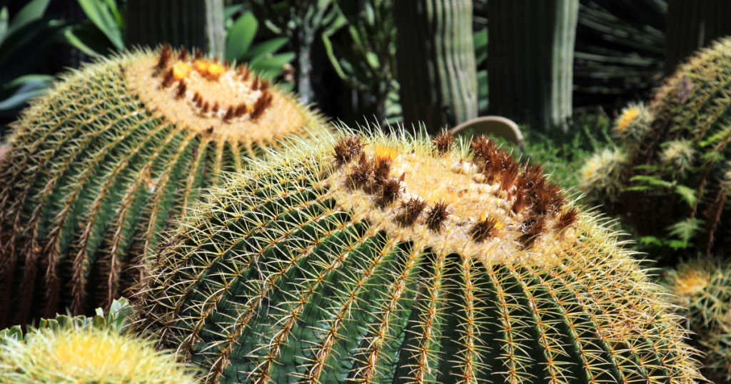 Golden barrel cactus echinocactus grusonii native habitat