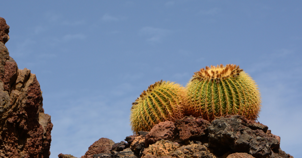 Golden barrel cactus echinocactus grusonii repotting