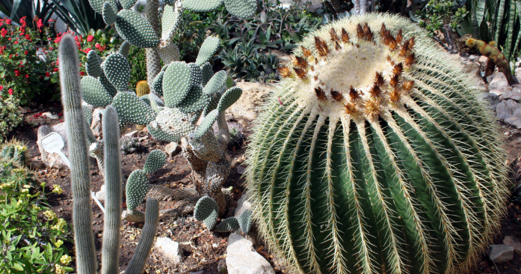 Golden barrel cactus echinocactus grusonii water