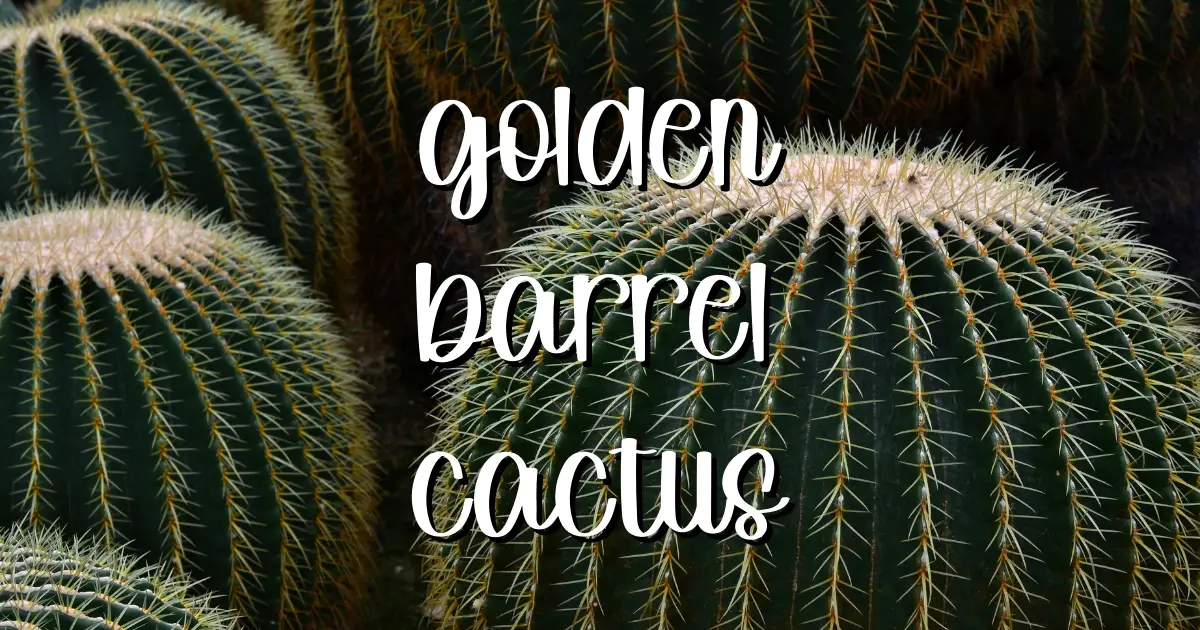 Golden barrel cactus echinocactus grusonii