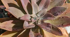 Graptoveria fred ives care guide