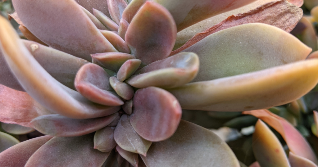 Graptoveria fred ives plant care fred ives