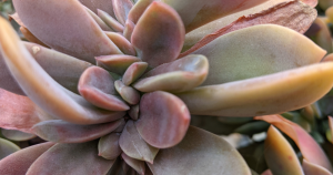 Graptoveria fred ives plant care