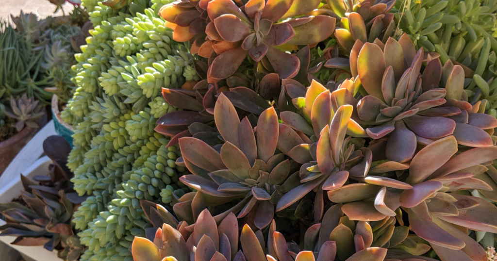 Graptoveria fred ives propagation fred ives