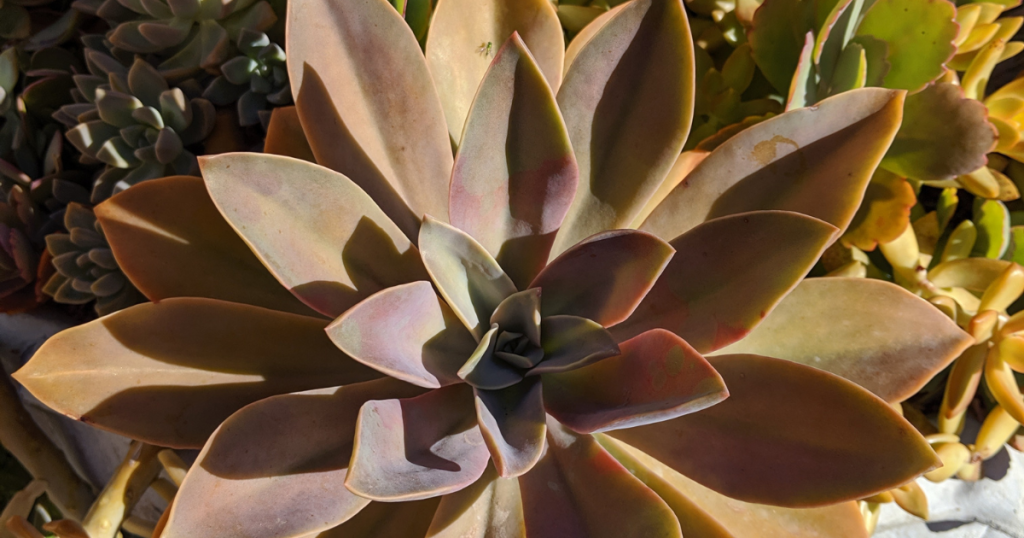 Graptoveria fred ives succulent care fred ives