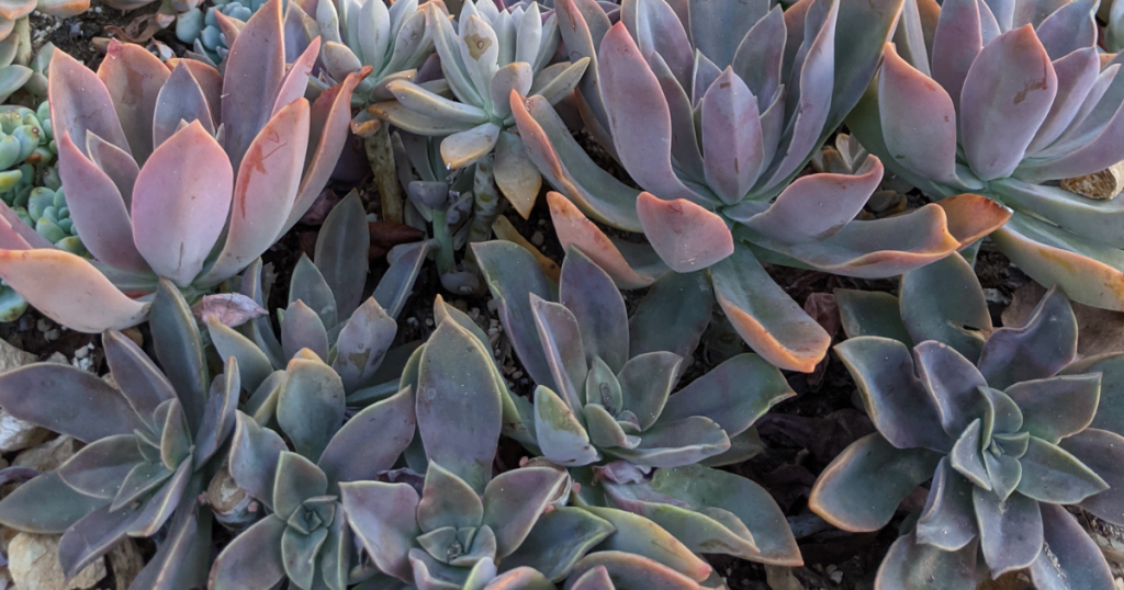 Graptoveria fred ives succulent care in ground fred ives
