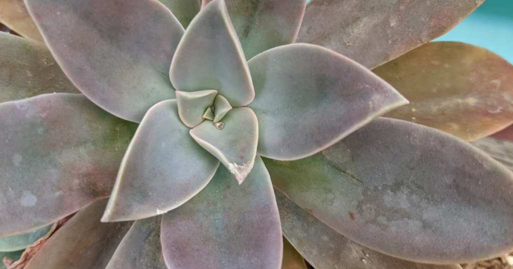 Graptoveria fred ives succulent care tip guide fred ives