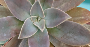 Graptoveria fred ives succulent care tip guide