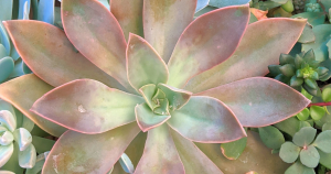 Graptoveria fred ives succulent care tips