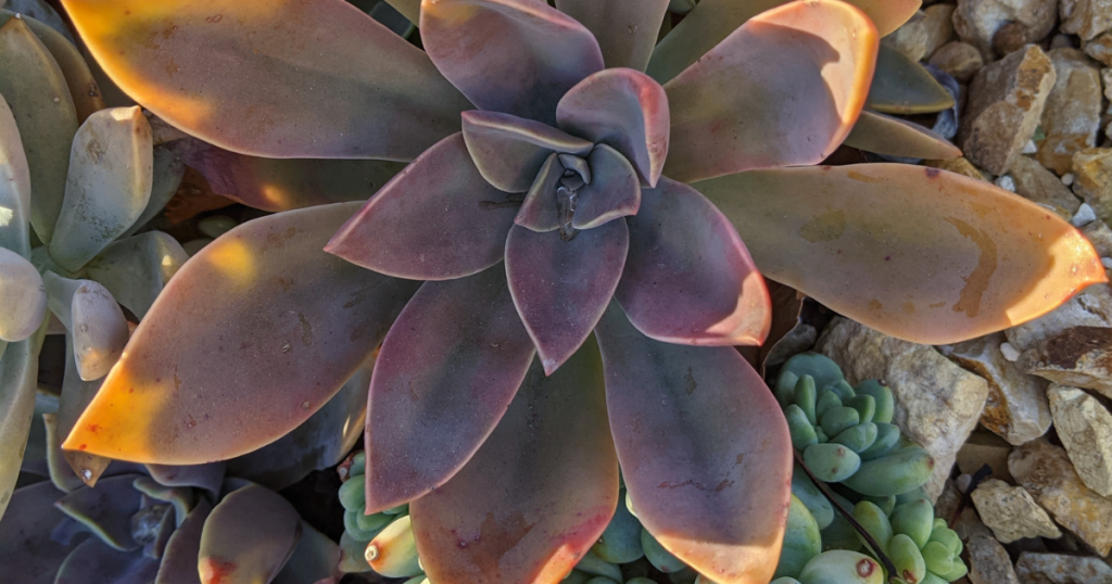 Graptoveria fred ives succulent care watering fred ives