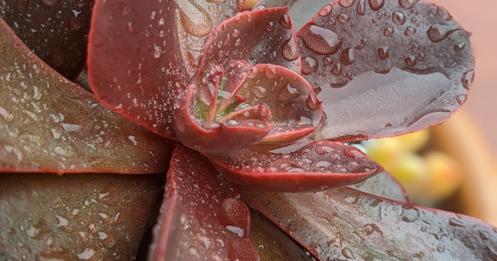 How to dry out succulents after it rains rain