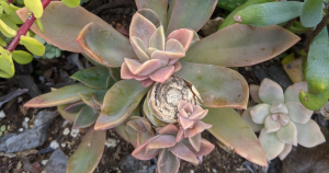 How to propagate graptoveria fred ives