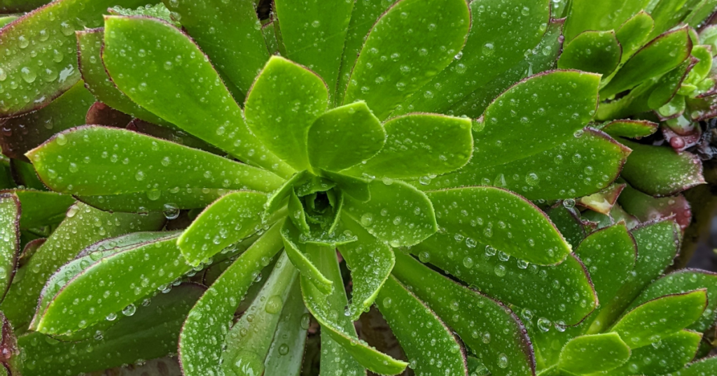 How to protect succulents from too much rain rain