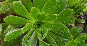 How to protect succulents from too much rain