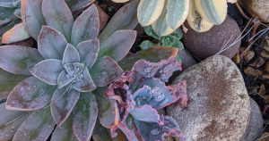 How to water graptoveria fred ives