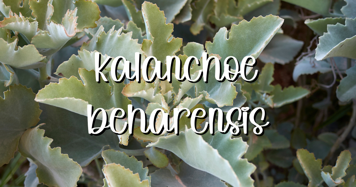 Kalanchoe beharensis felt plant