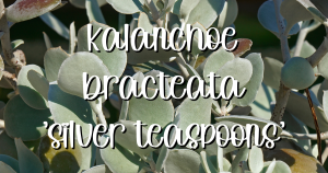 Kalanchoe bracteata silver teaspoons soil 1
