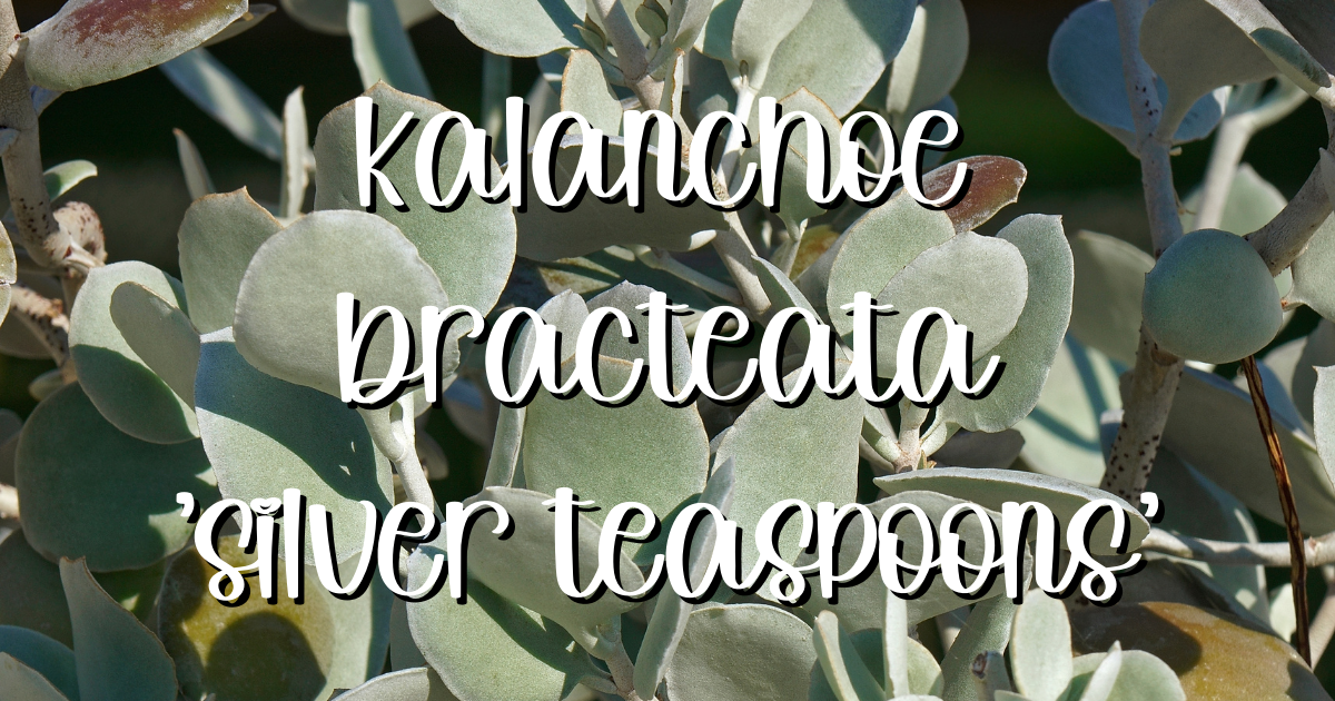 Kalanchoe bracteata silver teaspoons soil 1 kalanchoe bracteata
