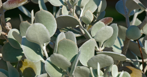 Kalanchoe bracteata silver teaspoons soil