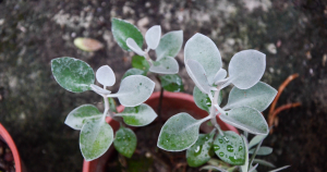 Kalanchoe bracteata silver teaspoons watering