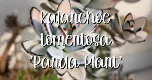 Kalanchoe tomentosa panda plant 1