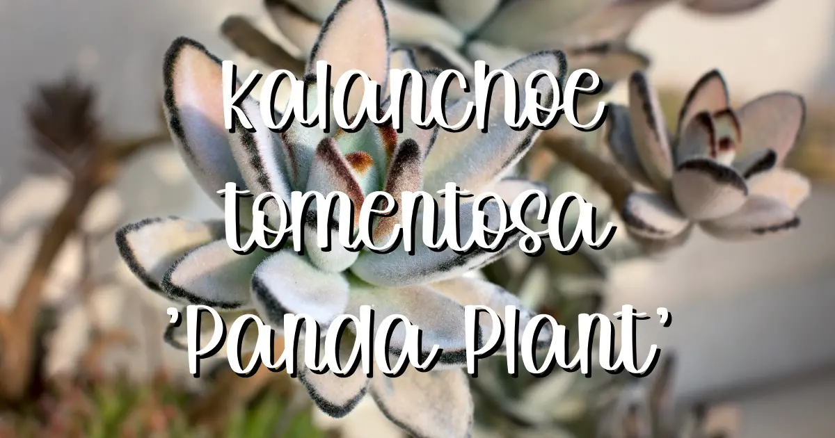 Kalanchoe tomentosa panda plant 1 kalanchoe tomentosa