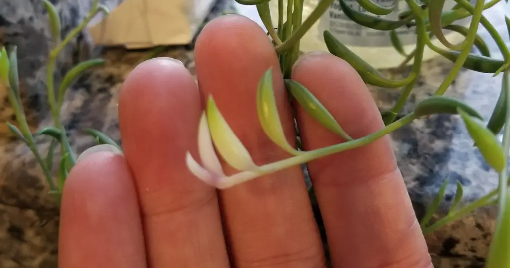 One of the vines got stuck behind something and got zero sunlight and the ends came in white propagating succulents,propagating succulent leaves,propagating succulents in water,propagating,cuttings