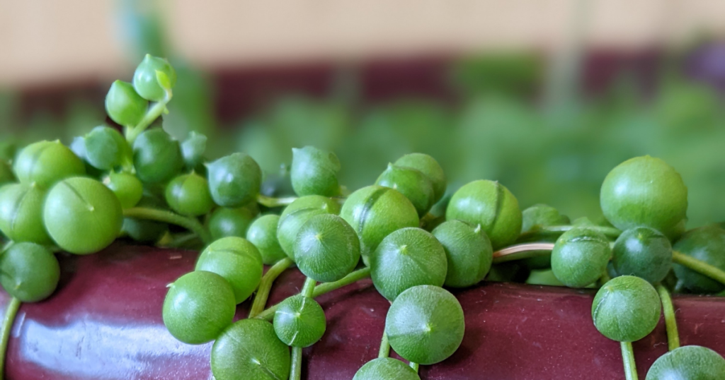 Propagating string of pearls care zones,specific temperatures,plant hardiness