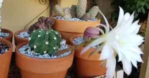 Propagation domino cactus echinopsis subdenudata
