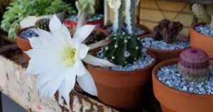 Pups domino cactus echinopsis subdenudata