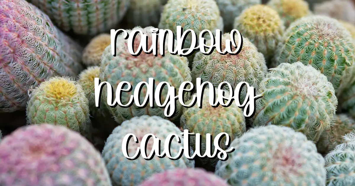 Rainbow hedgehog cactus echinocereus rigidissimus care