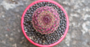 Rainbow hedgehog cactus echinocereus rigidissimus fertilization