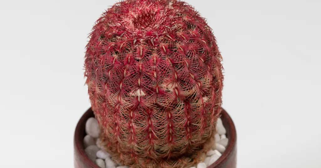 Rainbow hedgehog cactus echinocereus rigidissimus issues rainbow hedgehog cactus