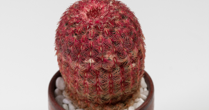 Rainbow hedgehog cactus echinocereus rigidissimus issues