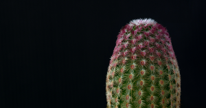 Rainbow hedgehog cactus echinocereus rigidissimus planting