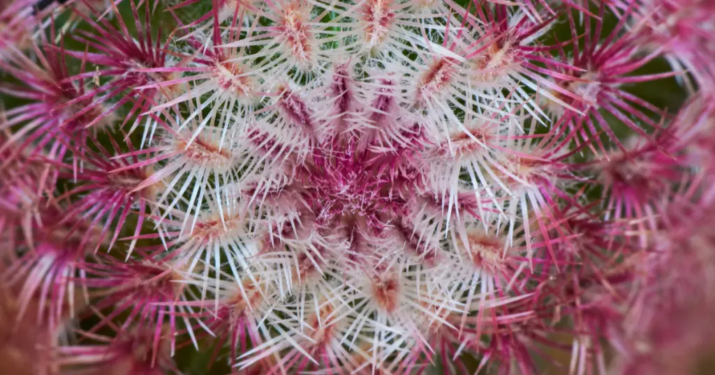 Rainbow hedgehog cactus echinocereus rigidissimus spines rainbow hedgehog cactus