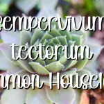 Sempervivum tectorum hen and chicks succulent sempervivum