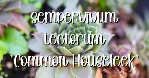 Sempervivum tectorum hen and chicks succulent