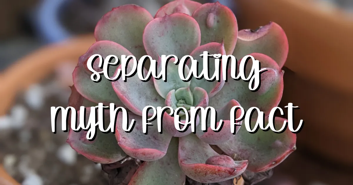Separating myth from fact succulent myth